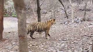 Ganesh at Ranthambore  one of the largest tigers with the largest territory [upl. by Fayette]