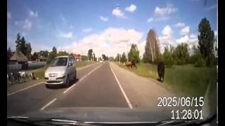 Dashcam Footage of Car Hitting Cows While They Are in The Act [upl. by Sirred]