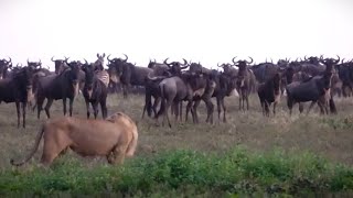 male lion spooks wildebeest  part 2 [upl. by Vieva]