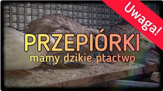 Hodowla przepiórek  podglądamy hodowla przepiórek [upl. by Lenoel]