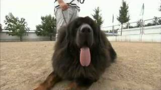 Dogs 101 Tibetan Mastiff [upl. by Whallon546]