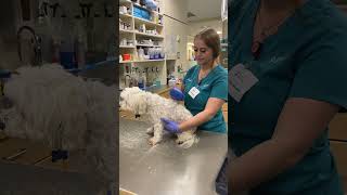 Penn Foster Externship Scanning a patient for a microchip [upl. by Cinimod]