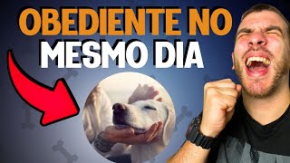 COMO ADESTRAR UM CACHORRO PASSO A PASSO NA PRÁTICA [upl. by Timoteo]