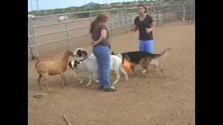 German Shepherd learning how to herd goats [upl. by Kihtrak37]