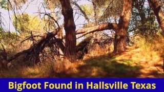 Bigfoot Footage In Hallsville Texas [upl. by Aihsatan]