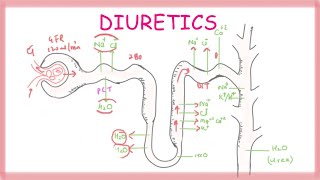 Osmotic Diuretics  Pharmacology [upl. by Leahcimauhsoj]