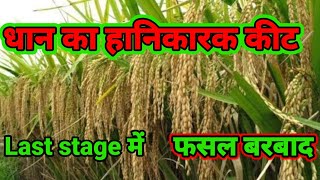 धान का सबसे हानिकारक कीट insect in paddy crop dhan ka keet rog [upl. by Alejna]