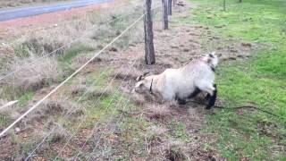 Electric fence Vs goat [upl. by Michaeu]