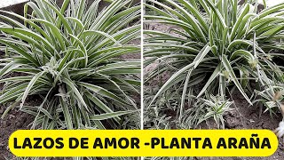 PLANTA CINTA O MALA MADRE  CUIDADOS TIPOS ETC cinta plantas cintaplanta [upl. by Letnahs]