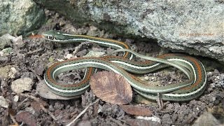 Thamnophis proximus rubrilineatus [upl. by Mattox]