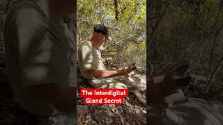 Interdigital gland secret whitetailbucks hunting deerhunting wildlife bowhunting deer [upl. by Schurman200]