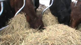 Cattle Eating Hay Carefulhypnotic [upl. by Monreal]