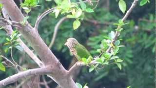 Bird Sounds  LINEATED BARBET in Kent Ridge [upl. by Hallock]