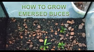 How to grow emersed Bucephalandra [upl. by Sidwell842]