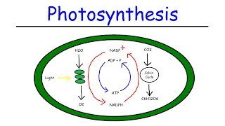 Photosynthesis  Light Dependent Reactions and the Calvin Cycle [upl. by Dlorrej233]