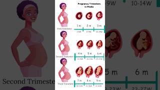 Pregnancy Trimesters in Weeks 😍🥰 embryo fetus share [upl. by Aineles]