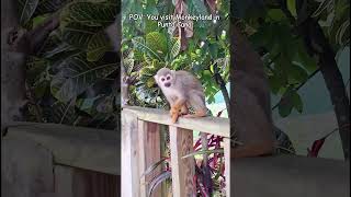 Your bucket list is not complete without Monkeyland monkeyland bucketlist shorts squirrelmonkey [upl. by Spanos]