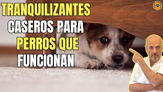 ✅ MEJOR TRANQUILIZANTE CASERO PARA PERROS CON MIEDO O ANSIEDAD ✅ [upl. by Naz]