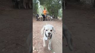 DOGEXZac the pack leader dogwalker dogreaction funnydogs dogobedience dogpoop doglover [upl. by Norej]