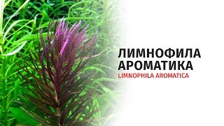 Лимнофила ароматика  Limnophila aromatica [upl. by Amatruda458]