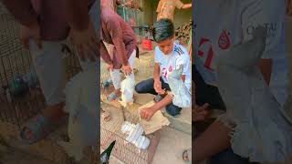 Their moment of joy at the pigeon market ❤️😍 [upl. by Quintilla189]