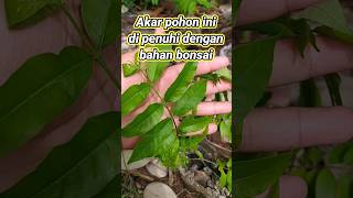 LUARBIASA akar pohon di penuhi dengan bahan bonsai mentaos [upl. by Anaugahs]