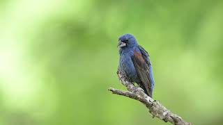 Blue Grosbeak [upl. by Ainslie]