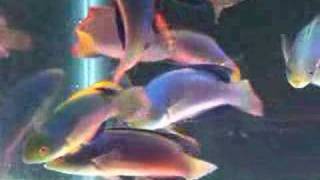 Scott Fairy Wrasse Tonga 4MPG [upl. by Luaped]