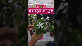 SadabaharVinca Plant Kaise Lagaye terracegarden sadabahar viralvideo shorts [upl. by Esele]