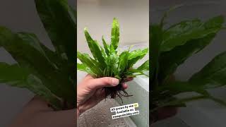 Java Fern Aquarium Plant 🌱 [upl. by Annoved]