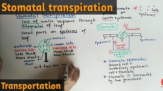 Stomatal Transpiration Detailed Lecture  Class 11 Biology [upl. by Rennie687]