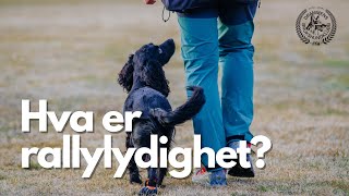 Hva er rallylydighet [upl. by Orlanta]