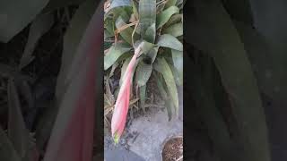 Billbergia nutansblooming gardenflowerplants bloomingflowers flowers nature garden [upl. by Field]