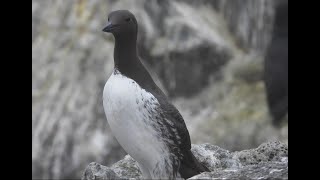 Common murres  close up 20247 [upl. by Vadnee879]