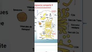 Cytologie Système endomembranaire 2  lAppareil de Golgi ✅ [upl. by Ennelram586]