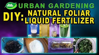 DIY Natural Foliar Liquid Fertilizer [upl. by Akirej40]