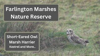 A Visit to Farlington Marshes Nature Reserve in search of the ShortEared Owl [upl. by Jolda156]