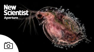 The microscopic beauty of plankton – and their predators [upl. by Atilek]