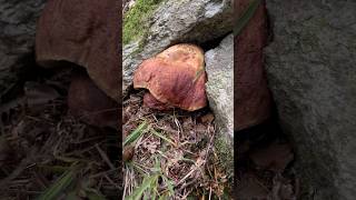 Boletus Red PassionRubini Incastonati porcini boletus mushroom viralvideo forest nature [upl. by Mossberg]