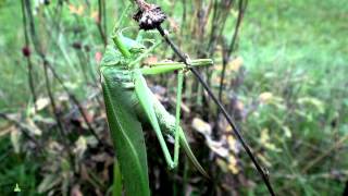 Großes Heupferd in Aktion  Heuschrecke Tettigonia viridissima [upl. by Lupien]