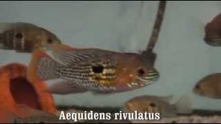 Aequidens rivulatus [upl. by Branham222]