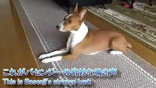 これがバセンジーの奇妙な鳴き声 This is Basenjis strange bark [upl. by Courtund]