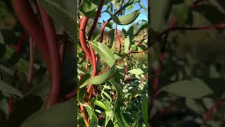 Caradoc Willow pendulina f Erythroflexuosa Caradoc  Summer [upl. by Colbert159]