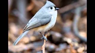 Oiseaux du Québec 3 Mésanges Roitelets Sittelles et autres [upl. by Mercedes]