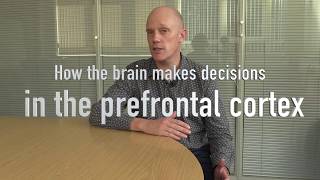 How the brain makes decisions  in the prefrontal cortex [upl. by China315]