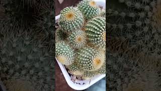 Golden Barrel Cactus  Echinocactus Grusonii [upl. by Nadler]