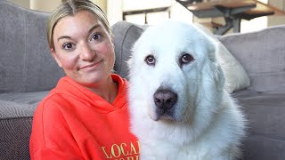 What Its Like Owning a Great Pyrenees [upl. by Ausoj]