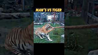 Tiger vs strong man trending tiger animals wildlife short tugofwar lion viralvideo [upl. by Aitnauq]