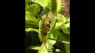 A carnivorous insectivorous plant feeding on an insect [upl. by Nojel930]