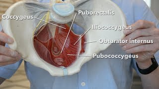 Pelvic floor muscles [upl. by Ashman811]